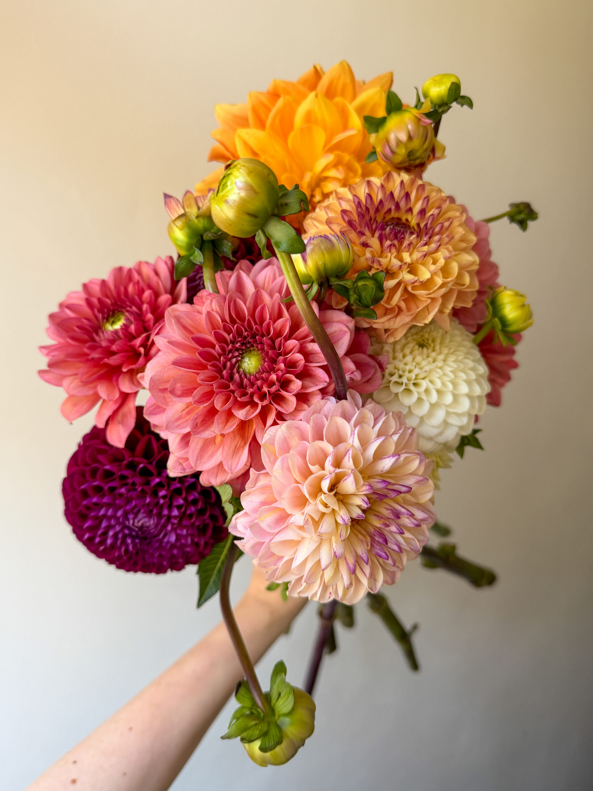 Mono Stems - Lincolnshire Dahlias
