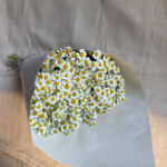 Mono Stems - Lincolnshire Daisies