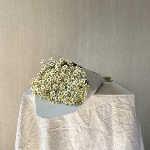 Mono Stems - Lincolnshire Daisies