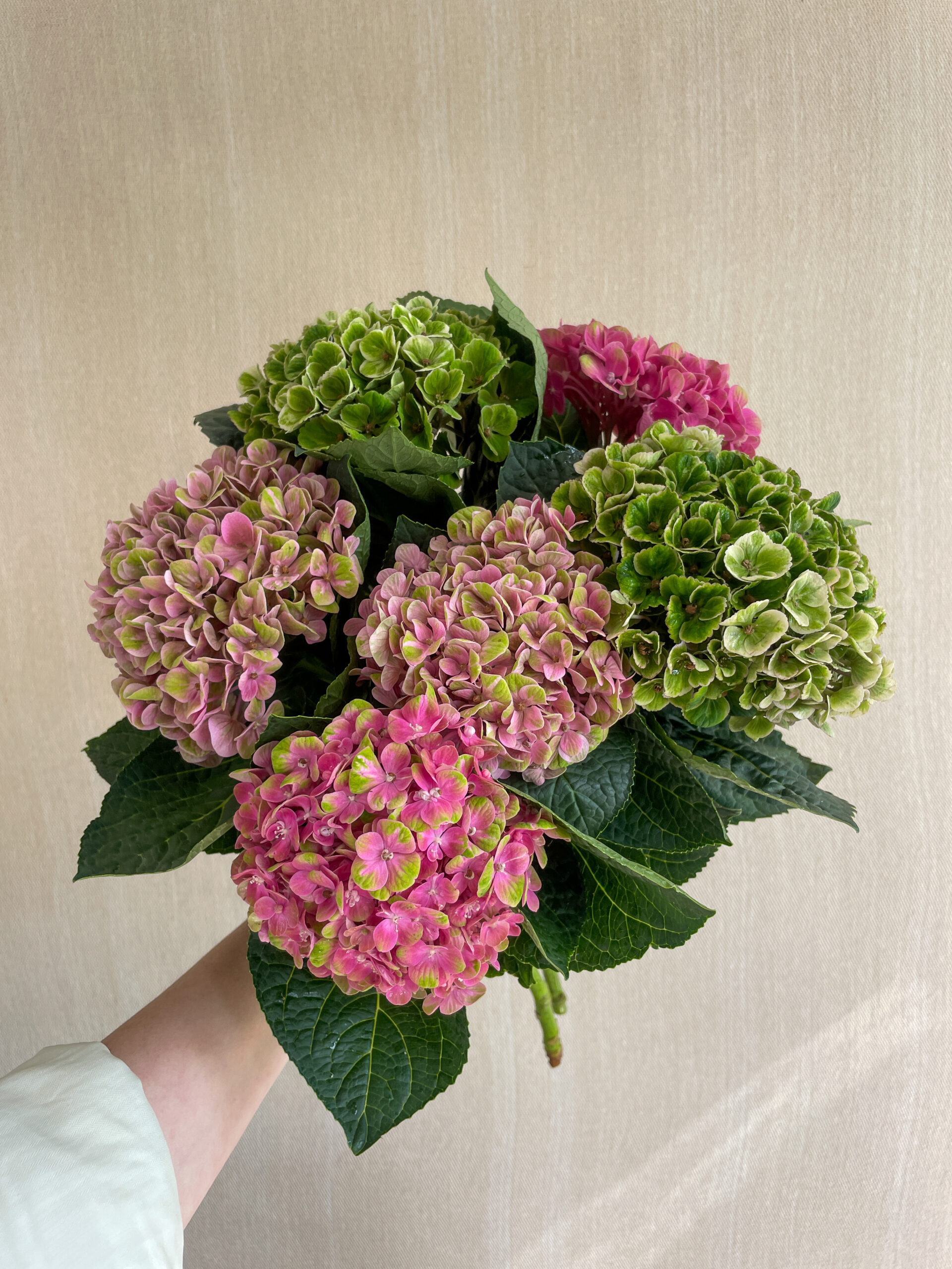 Mono Stems - Norfolk Hydrangea