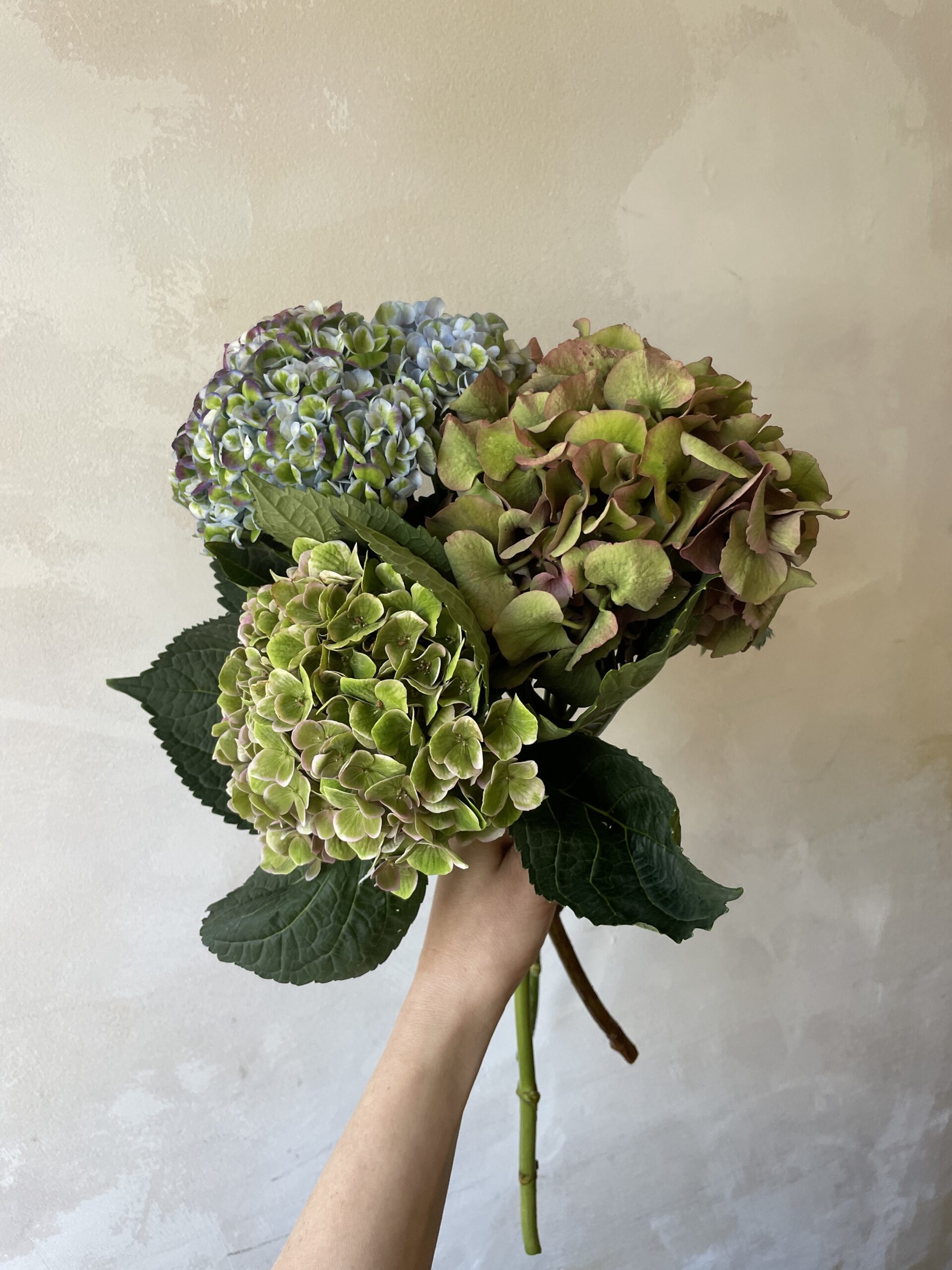 Mono Stems - Norfolk Hydrangea