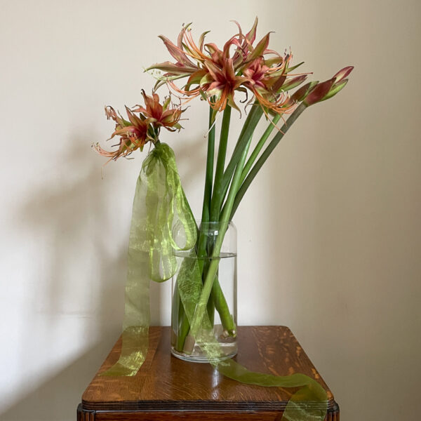 Dutch Amaryllis Spider Tango