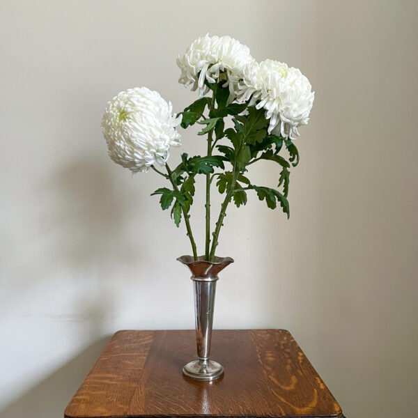 East Anglian Snowball Chrysanthemum