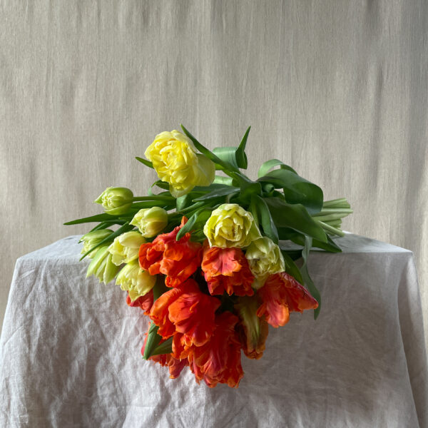 Mono Stems - Lincolnshire Tulips