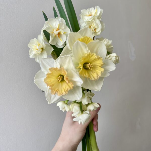 Mixed Daffodils