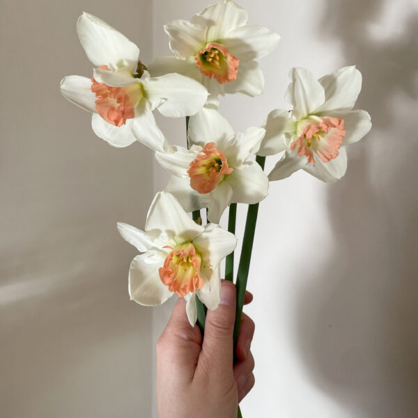 Pink Pride Daffodils