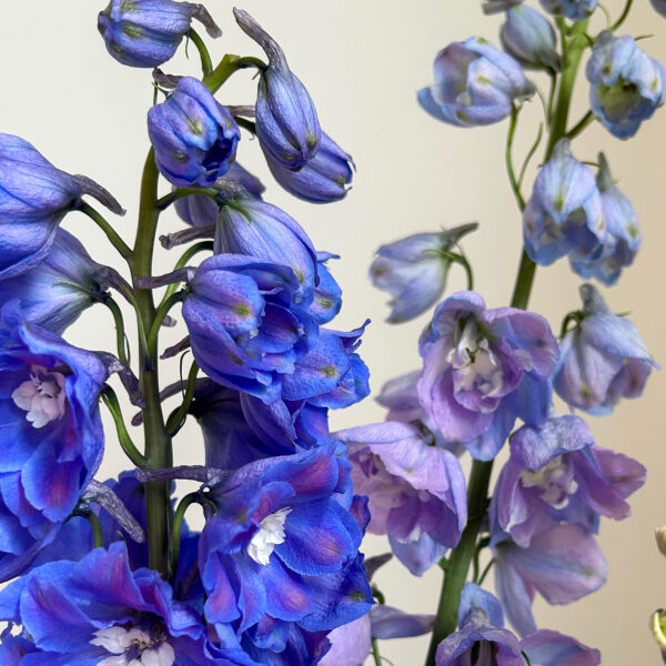 Lincolnshire delphinium