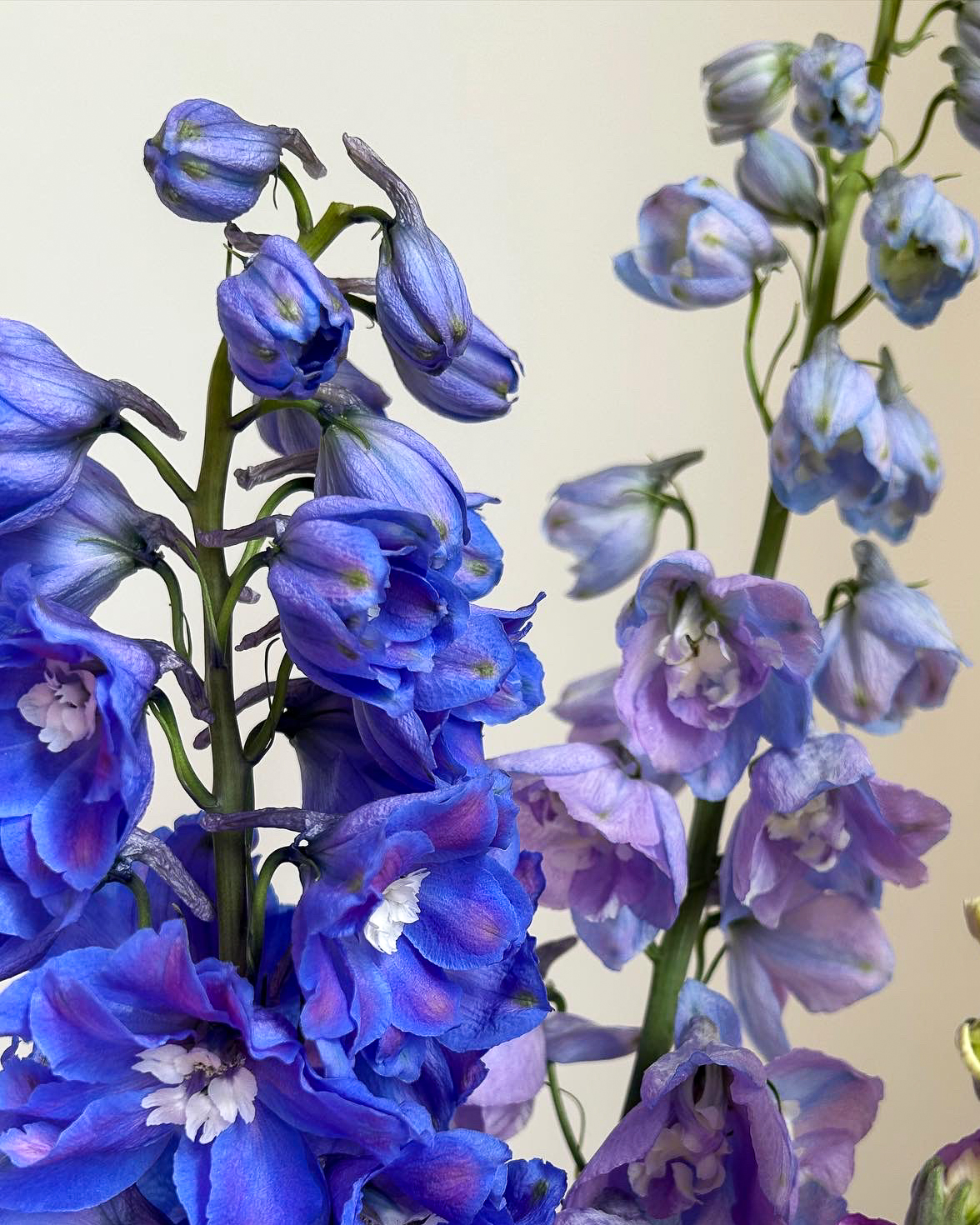 Lincolnshire delphinium