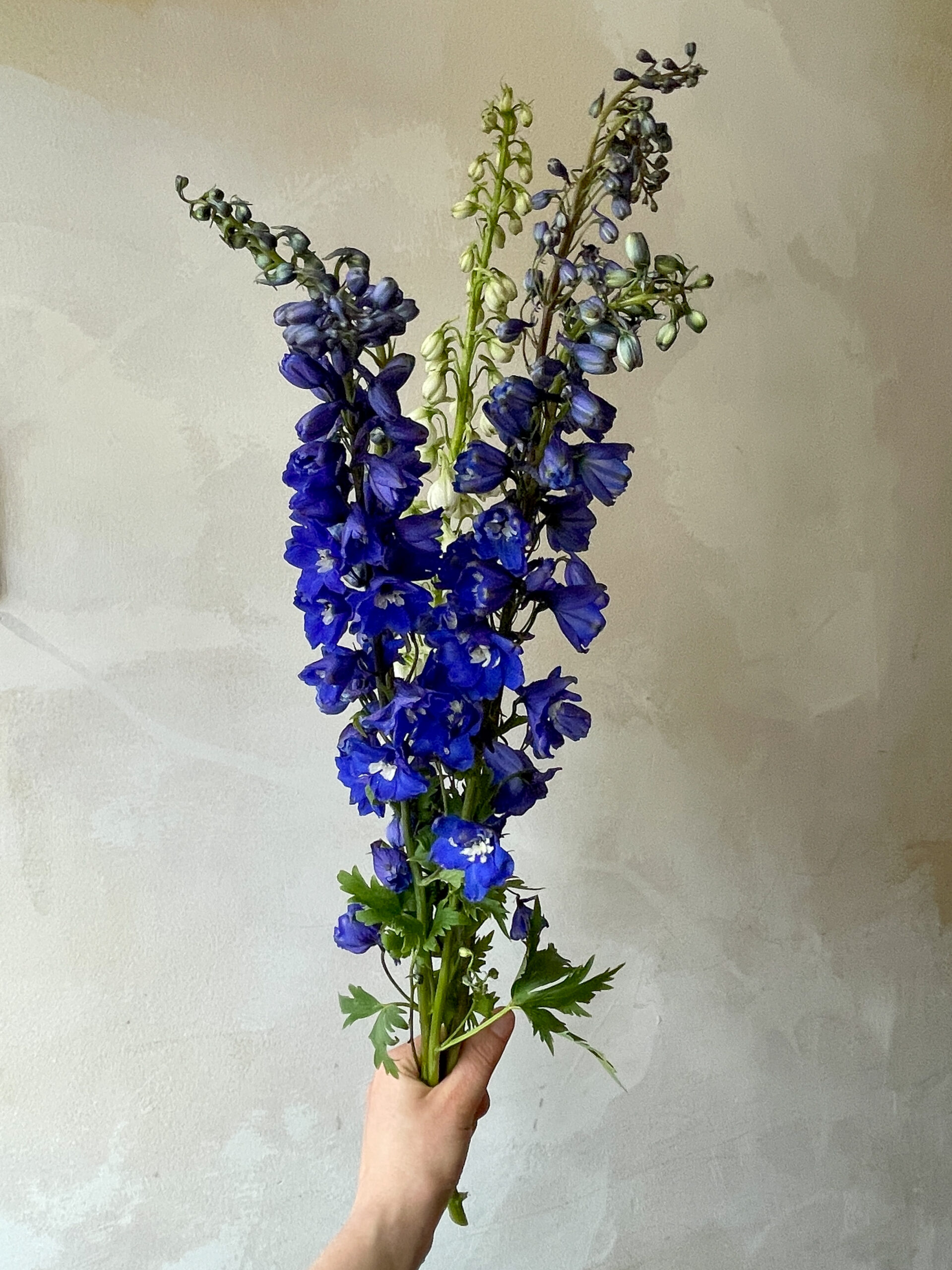 Lincolnshire delphinium