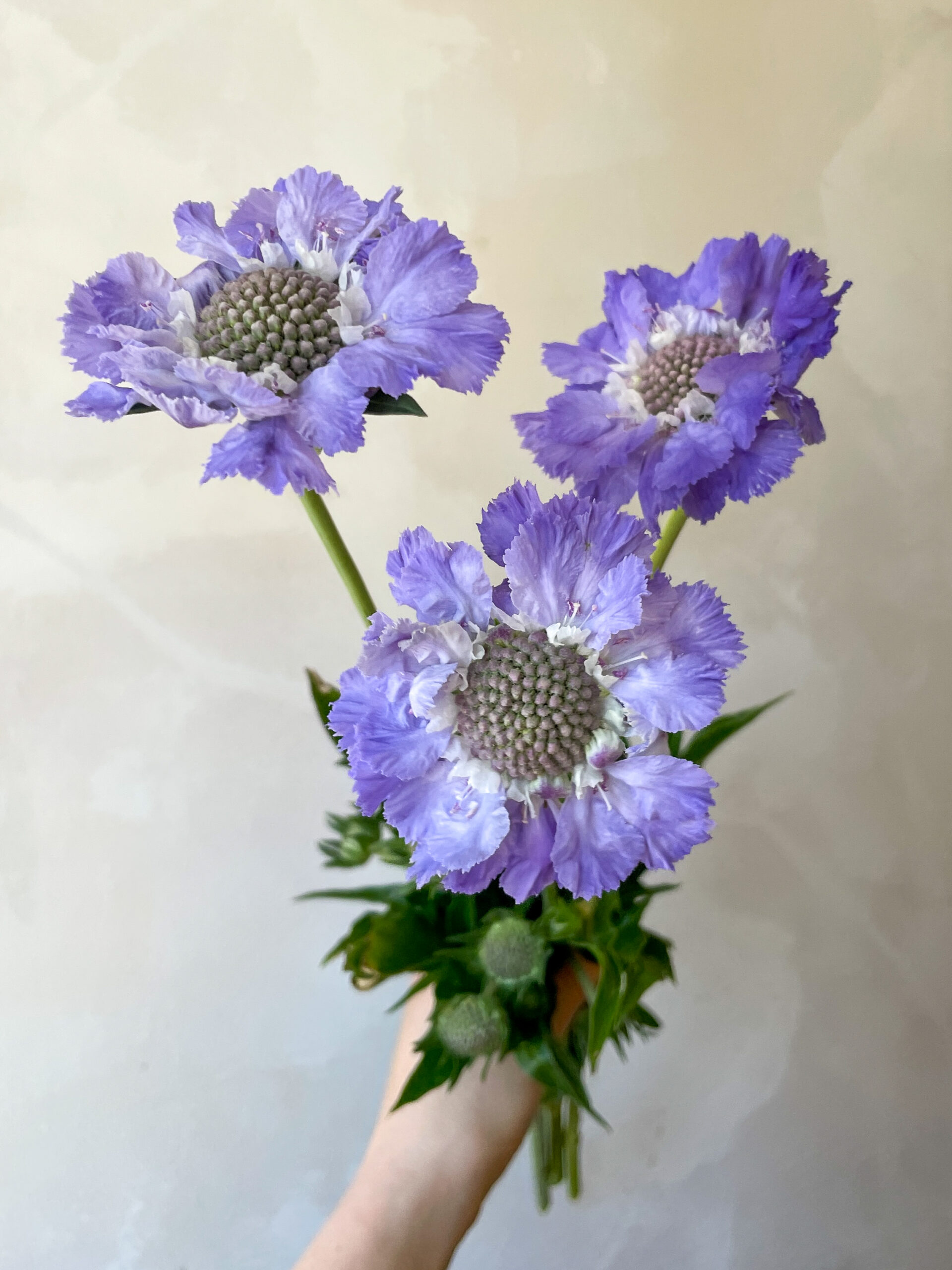 Cambridgeshire Scabiosa