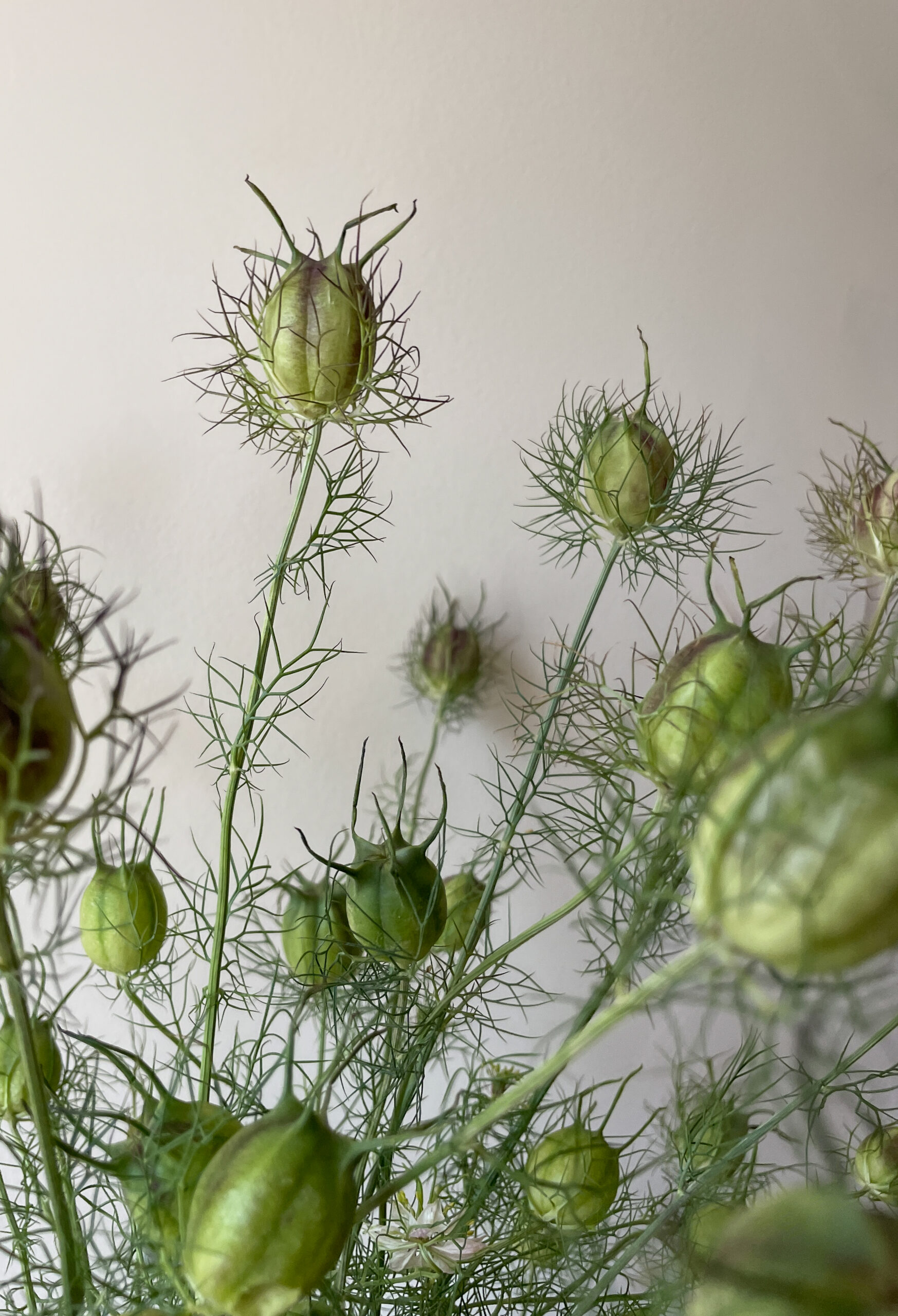 Cambridgeshire Nigella Seed