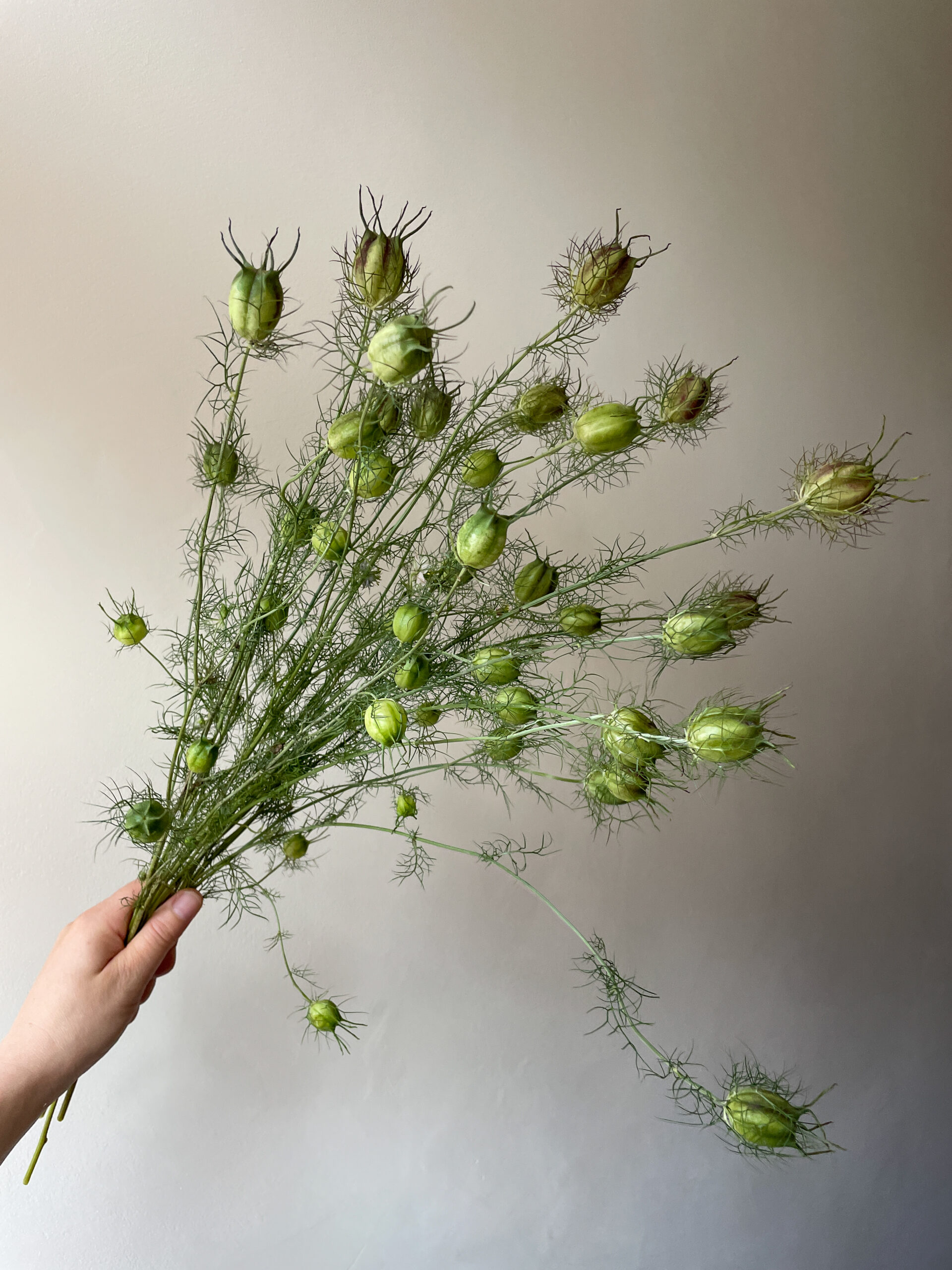 Cambridgeshire Nigella Seed