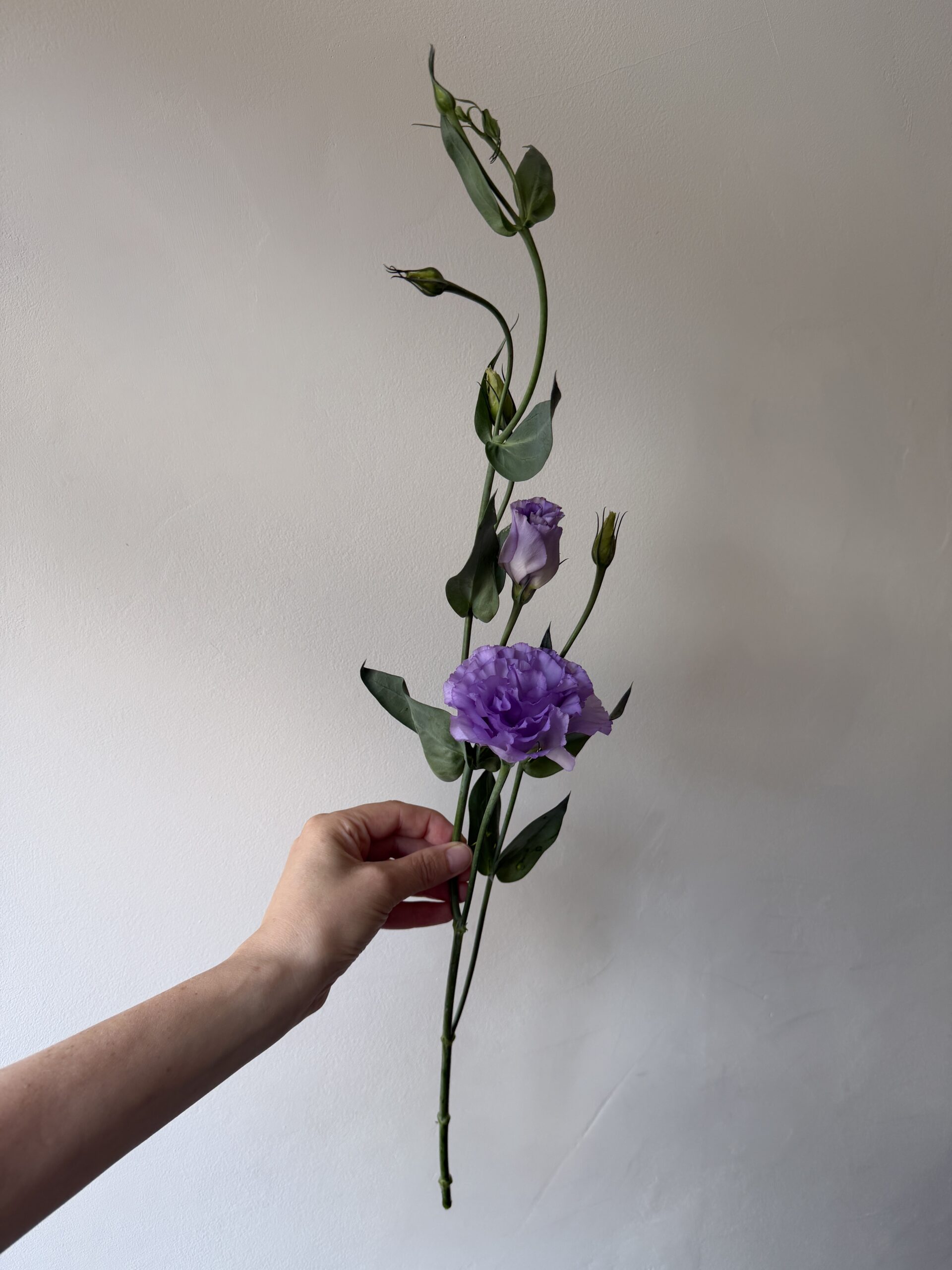 Lincolnshire lisianthus