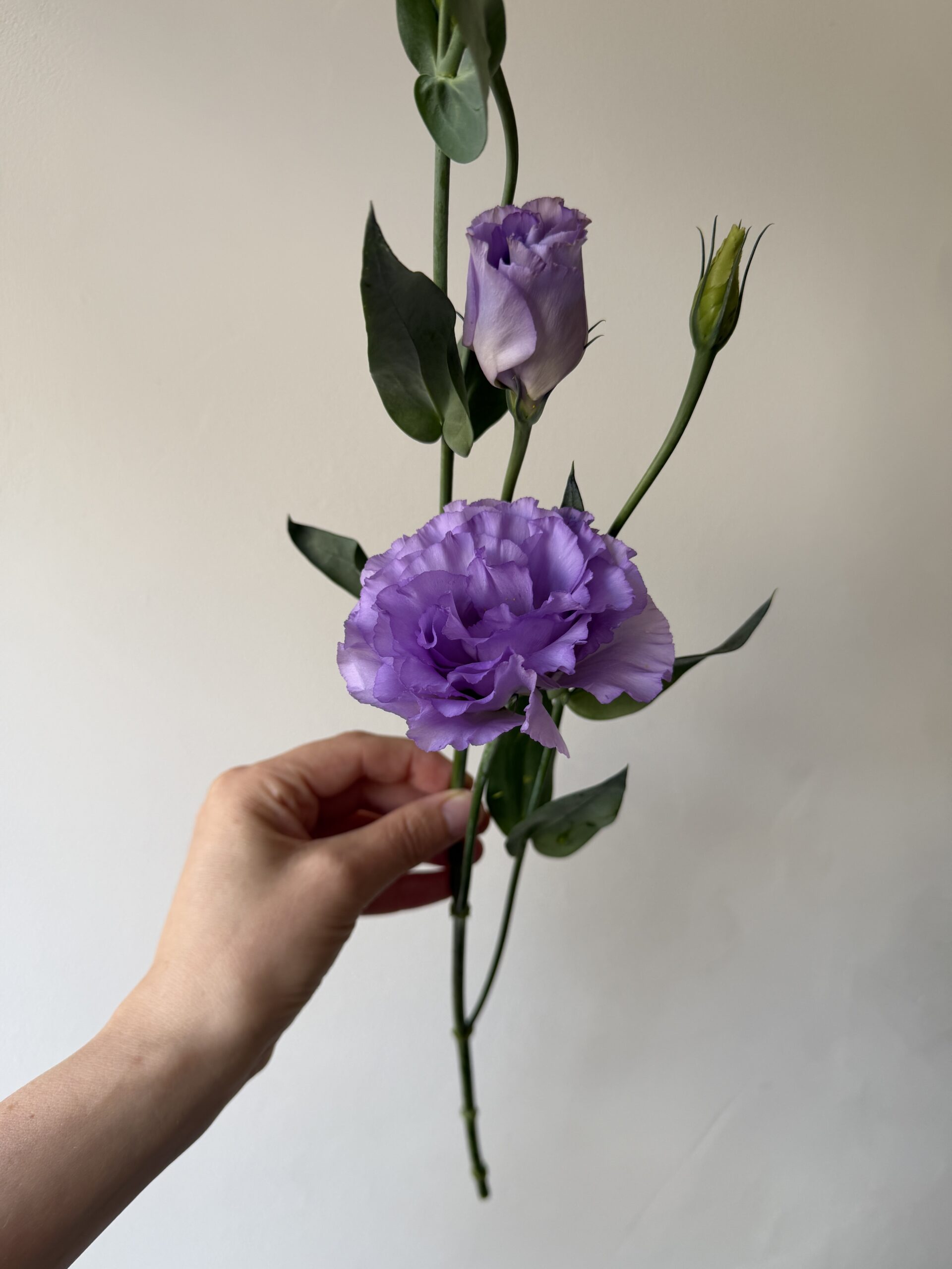 Lincolnshire lisianthus