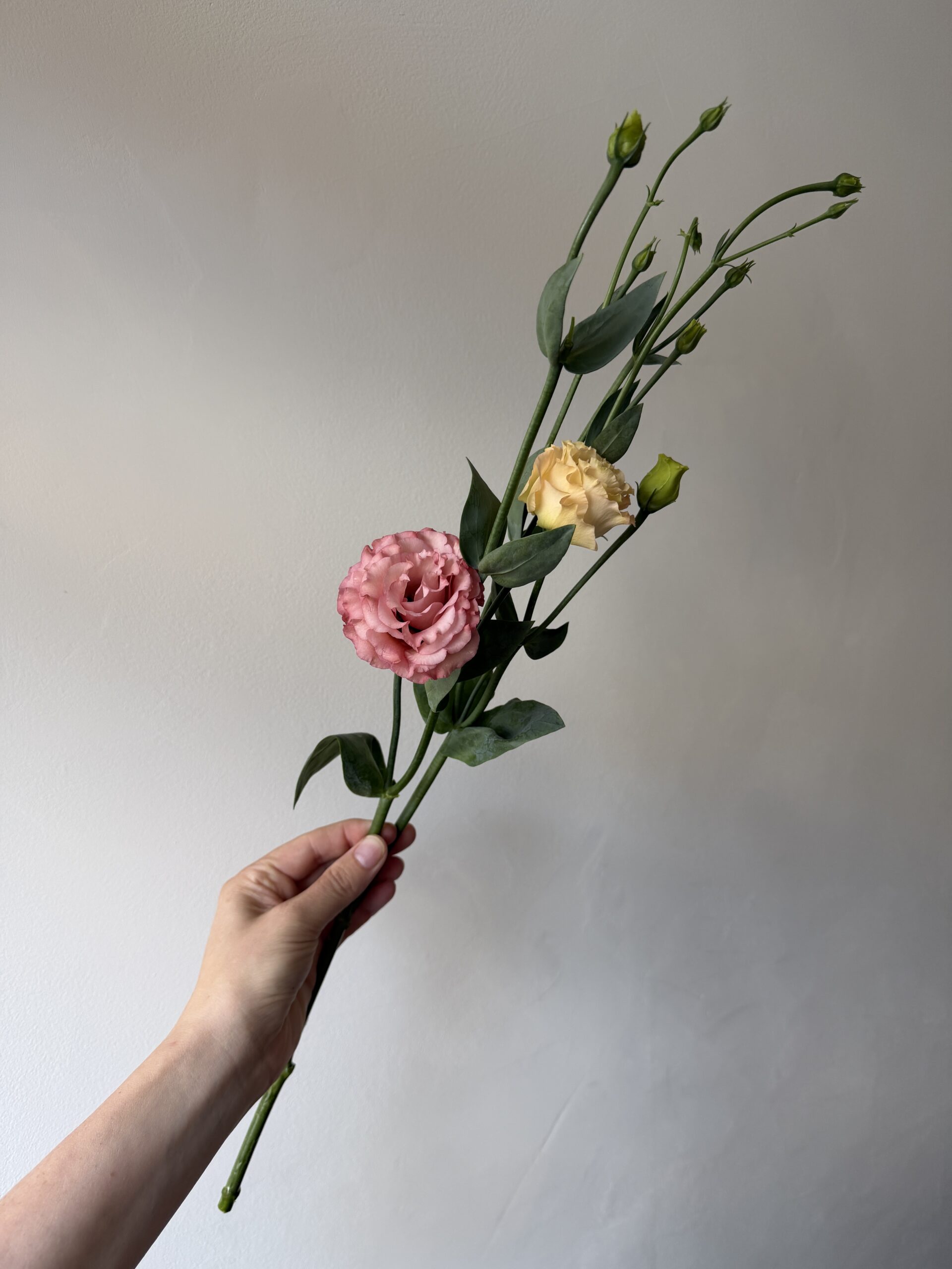 Lincolnshire lisianthus