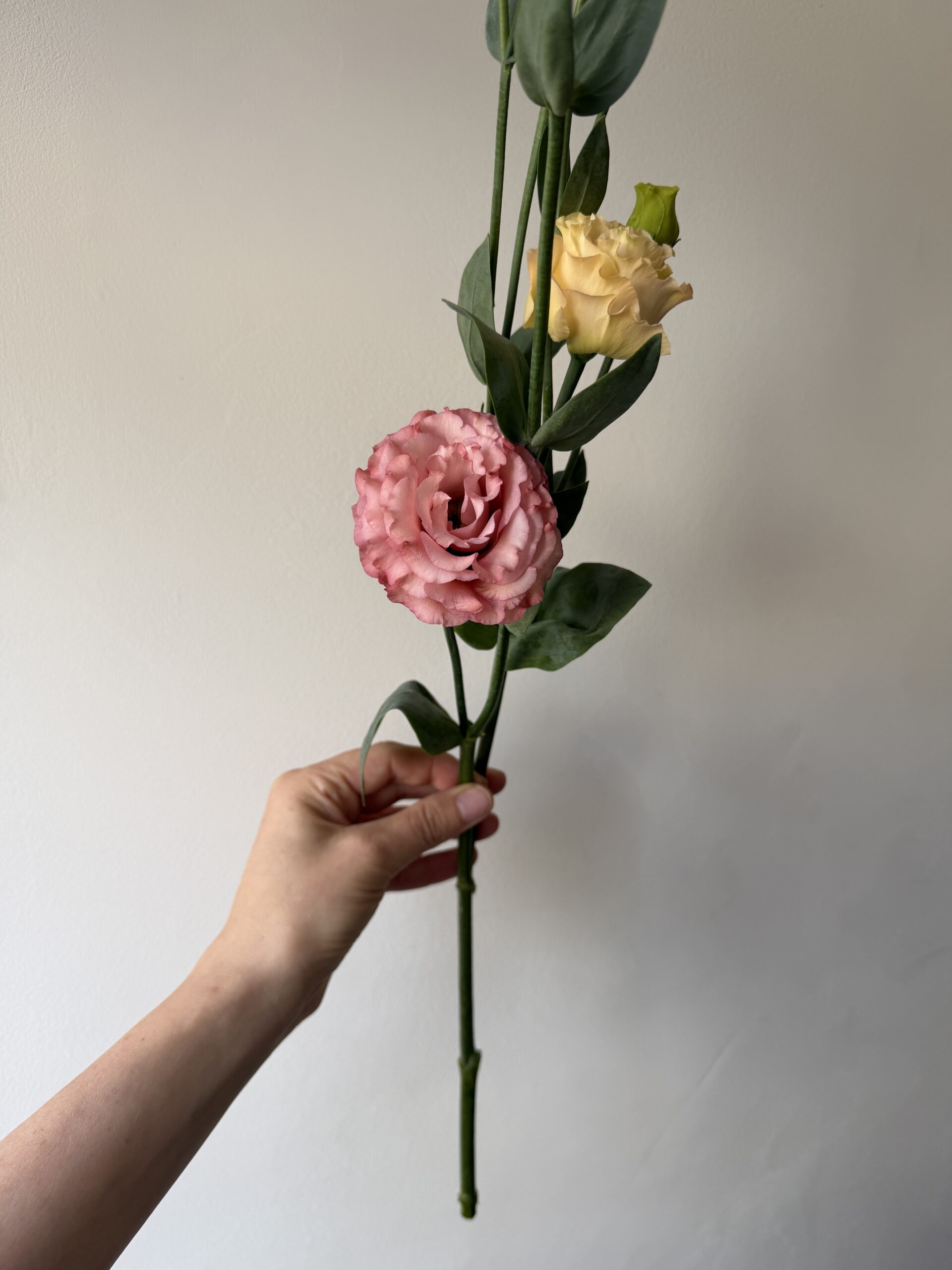 Lincolnshire lisianthus