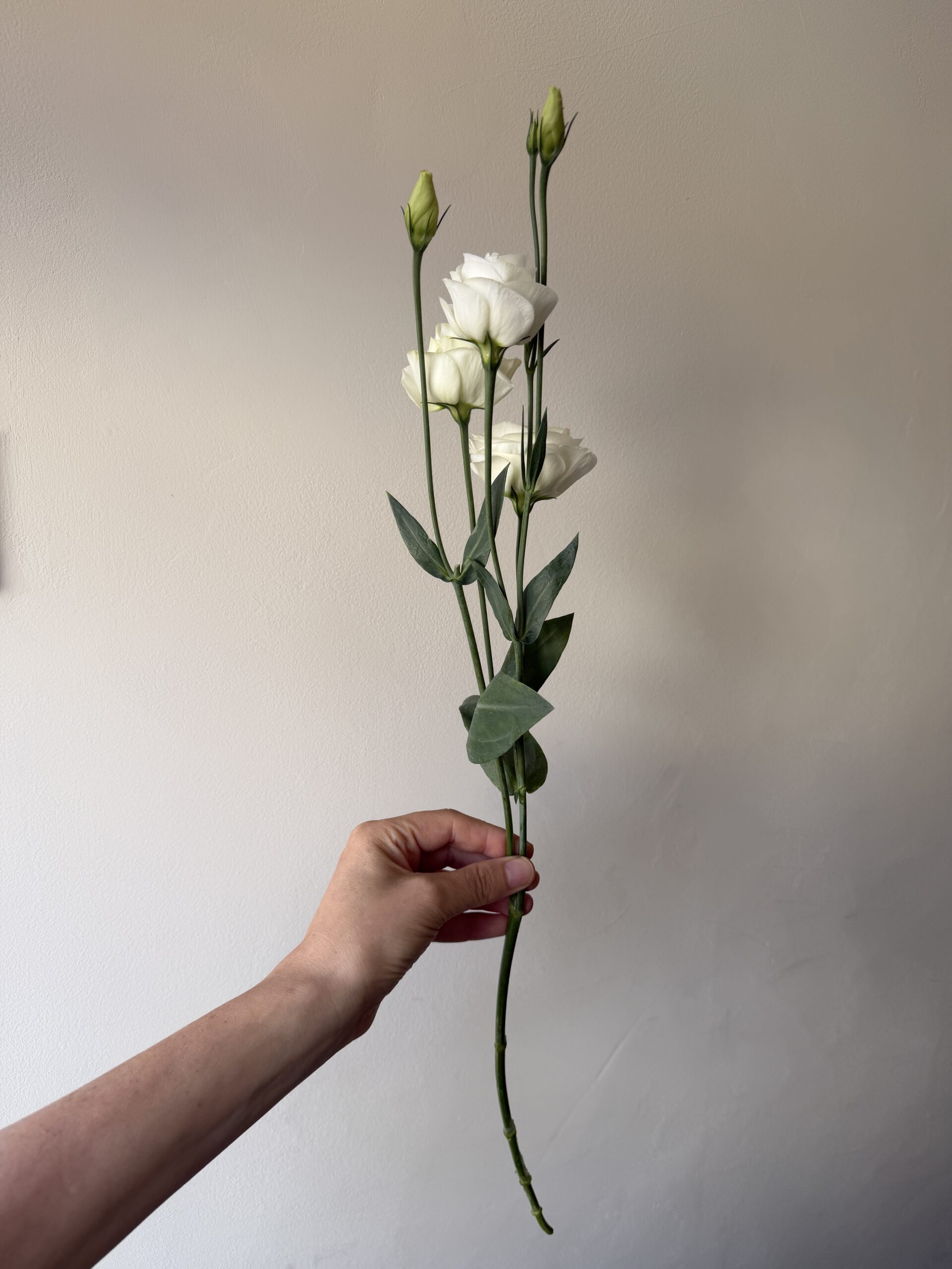 Lincolnshire lisianthus