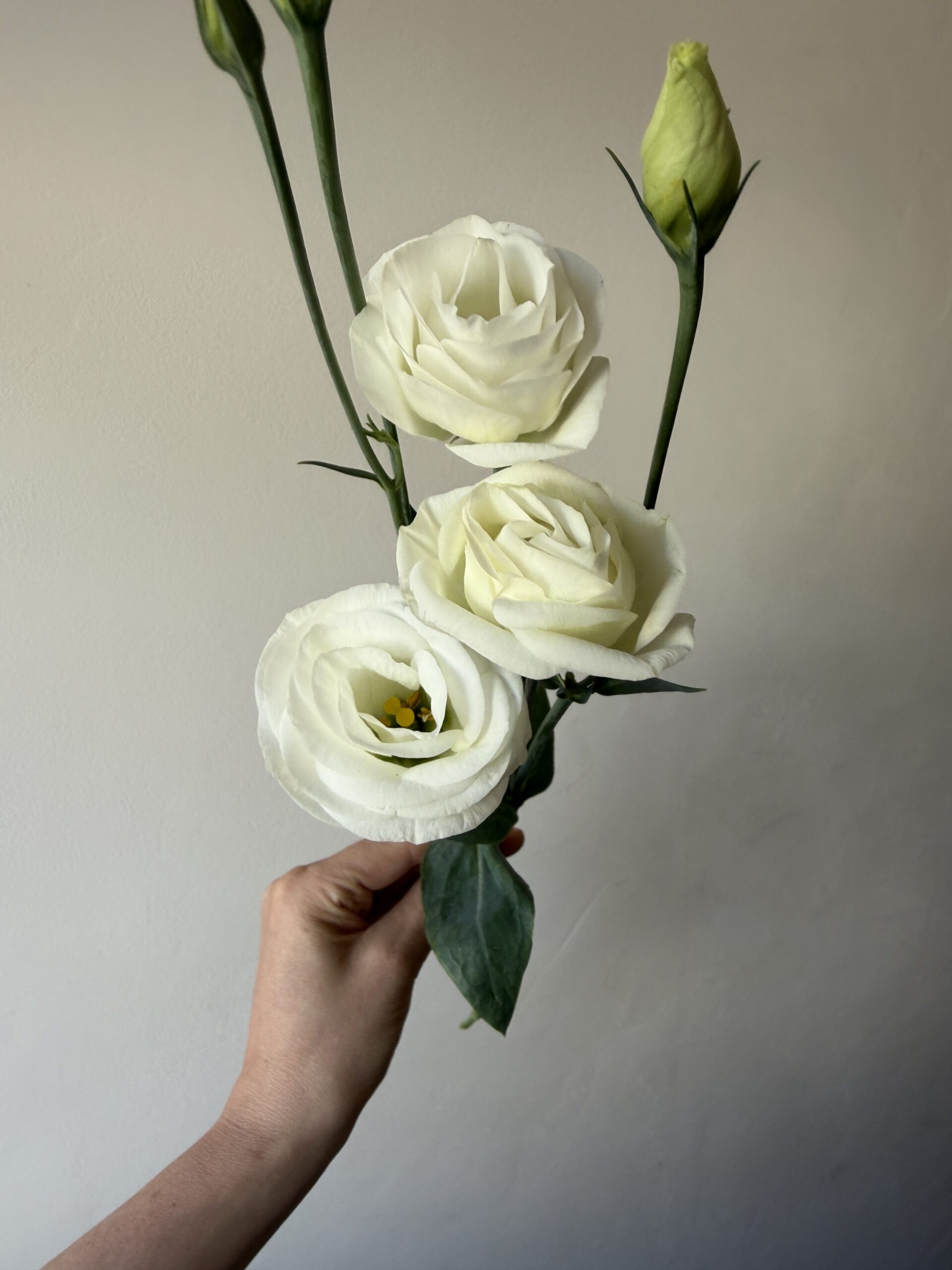 Lincolnshire lisianthus
