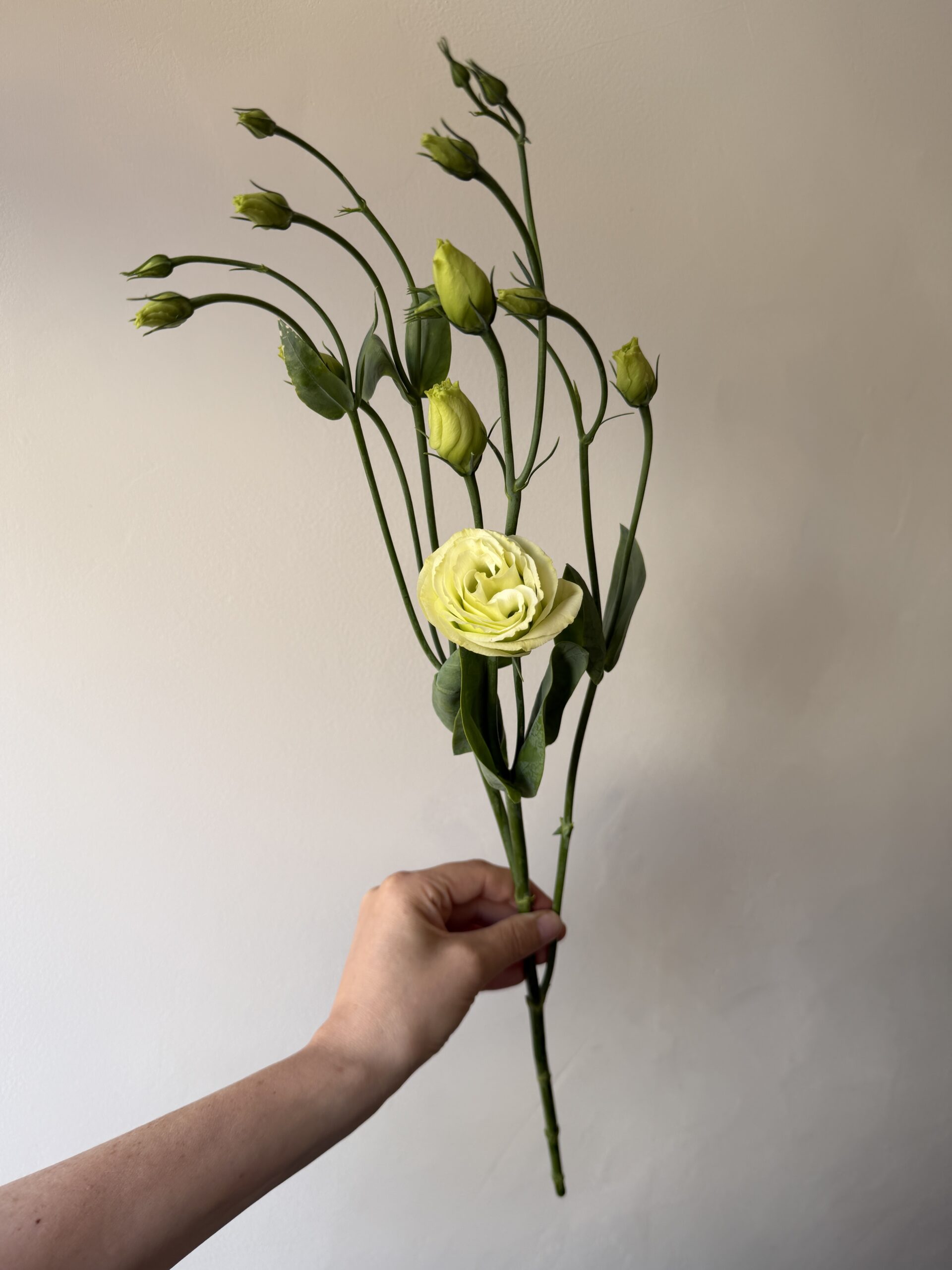 Lincolnshire lisianthus