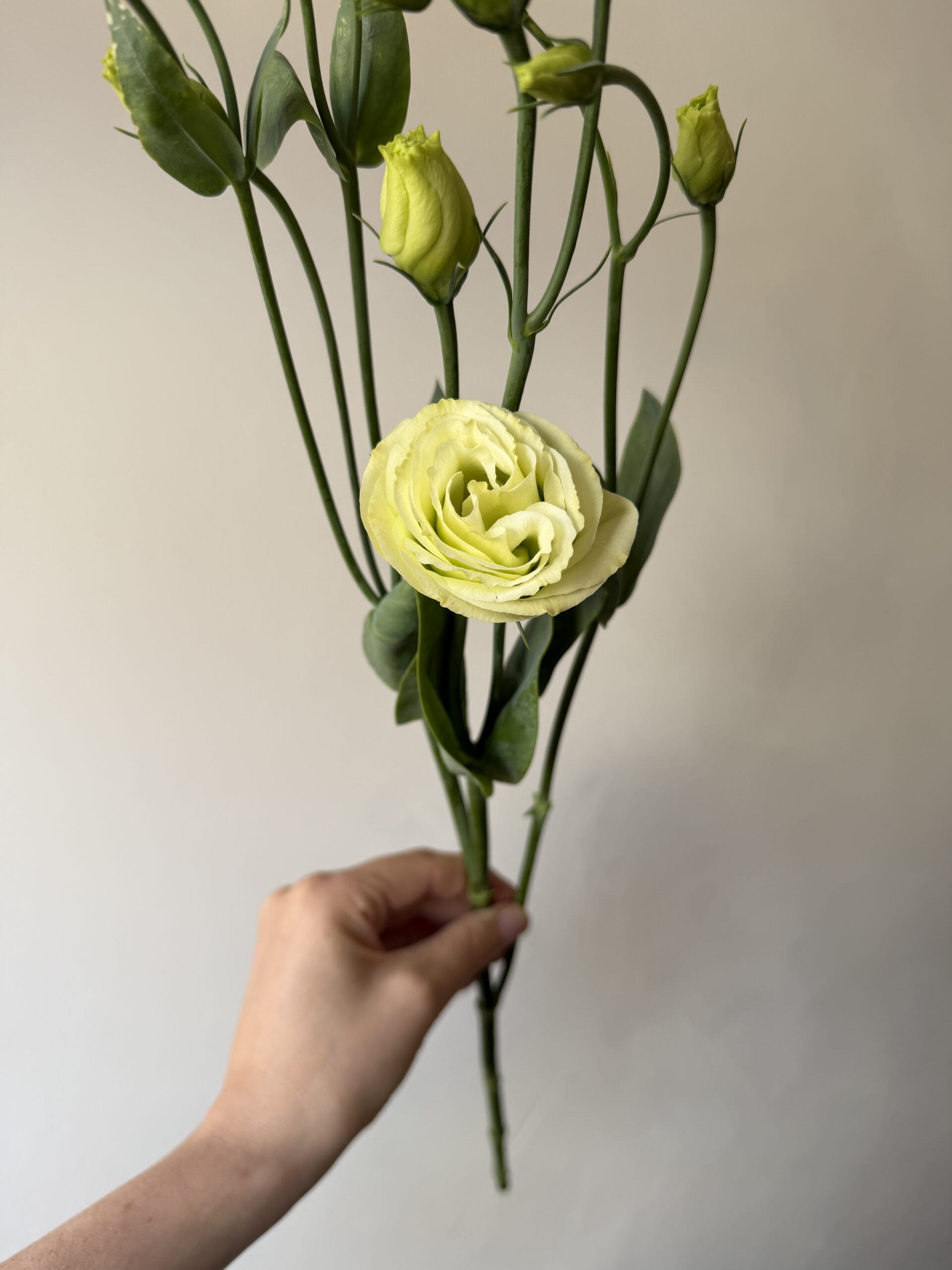 Lincolnshire lisianthus