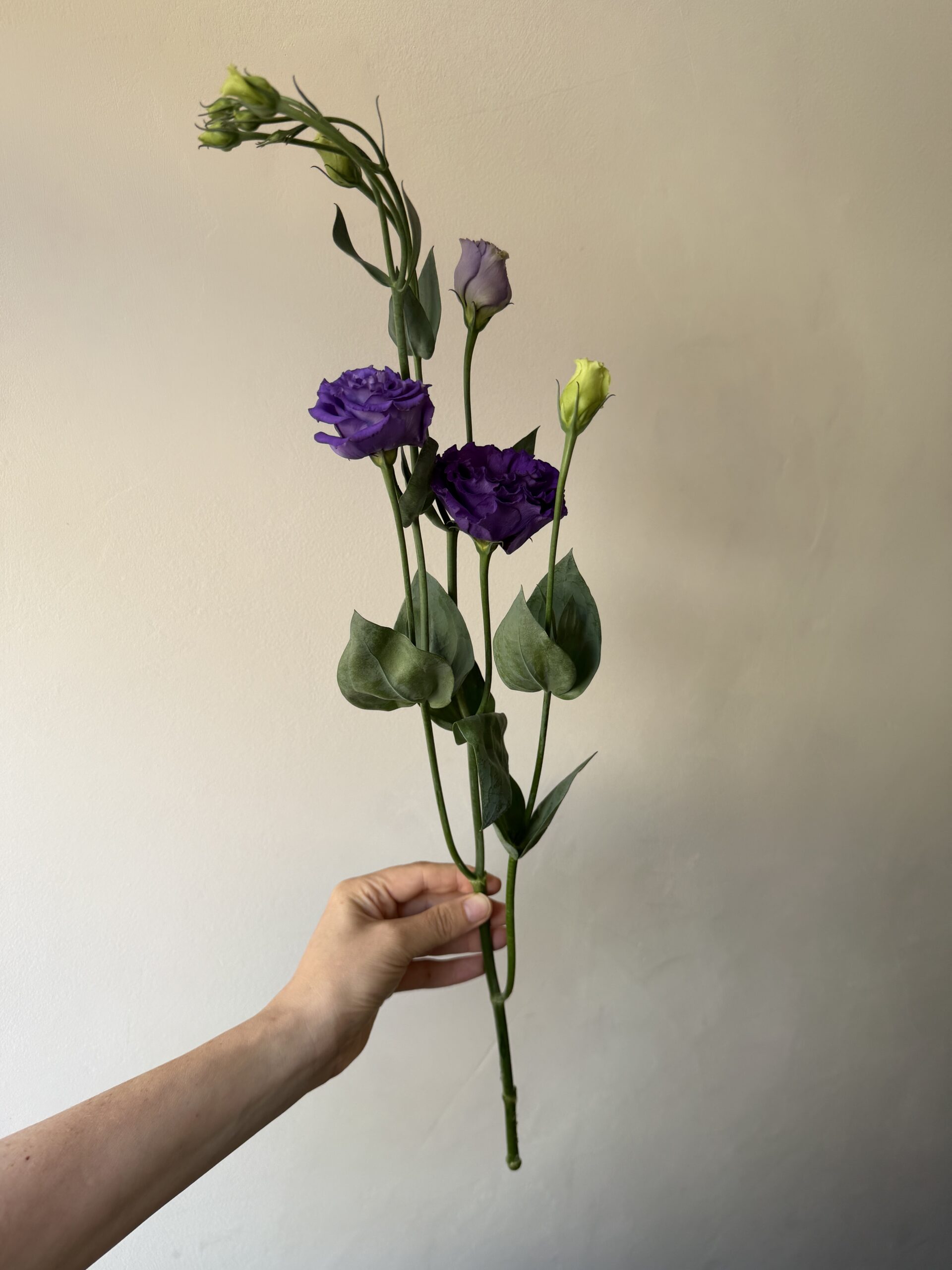 Lincolnshire lisianthus