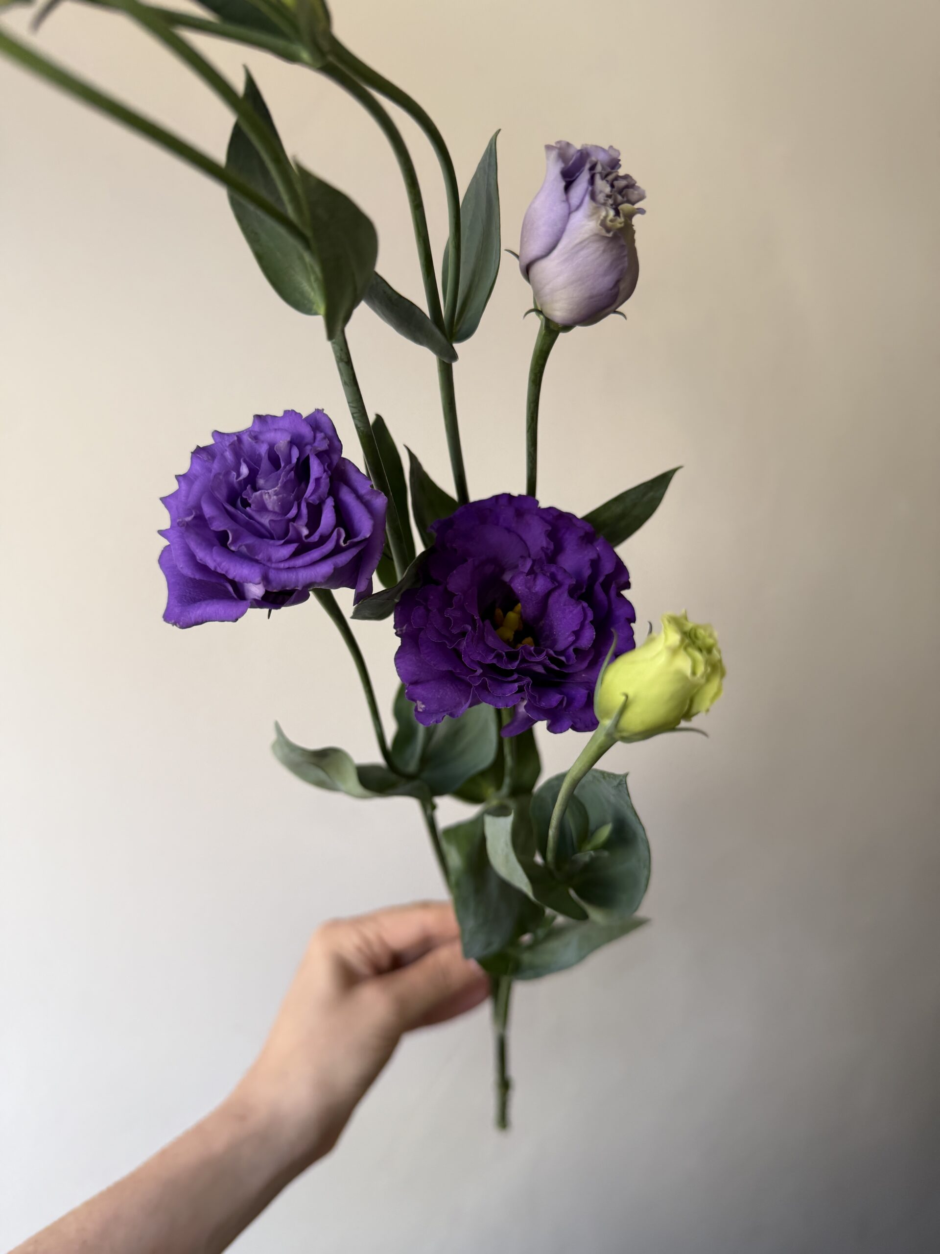 Lincolnshire lisianthus