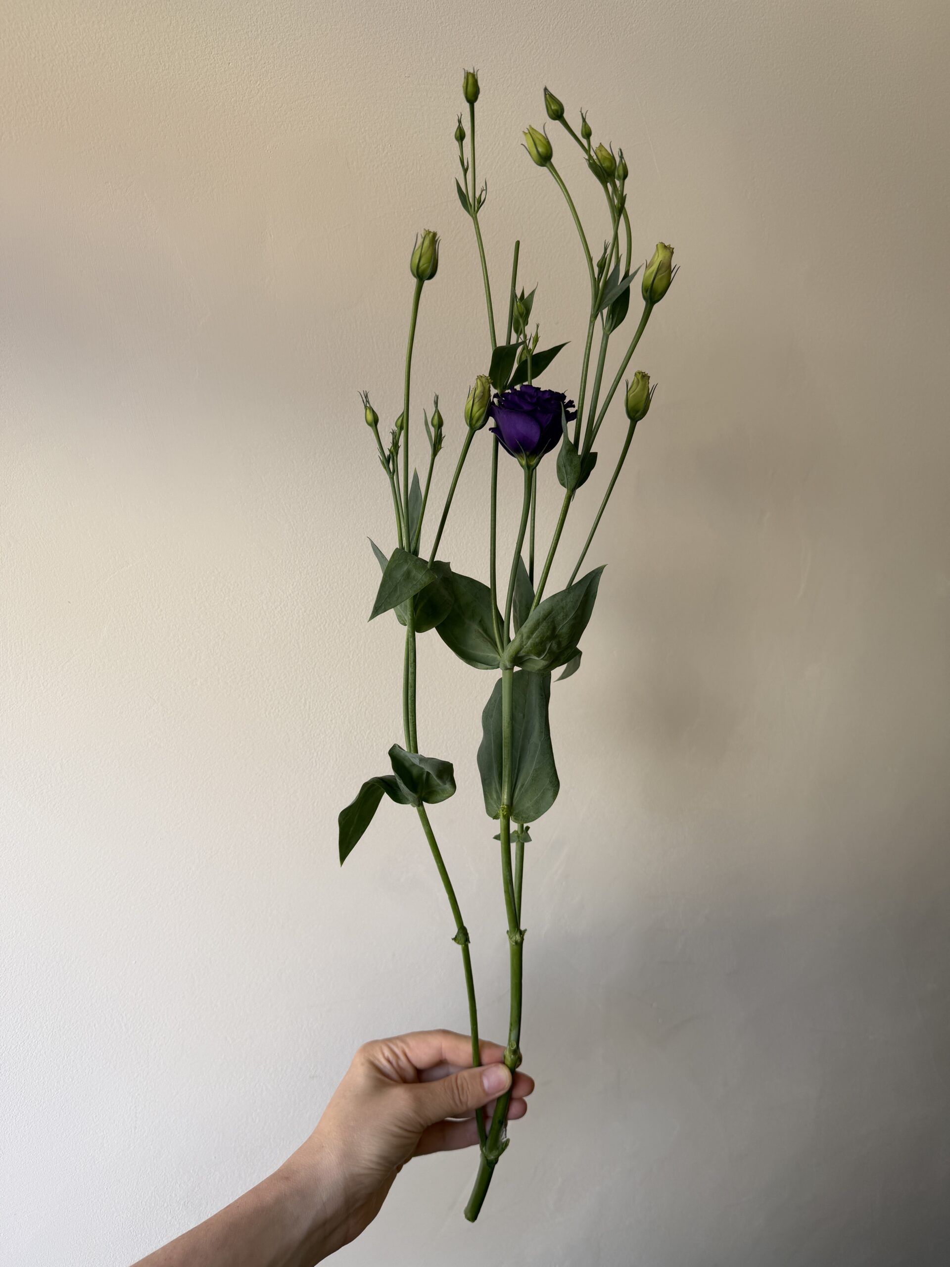 Lincolnshire lisianthus