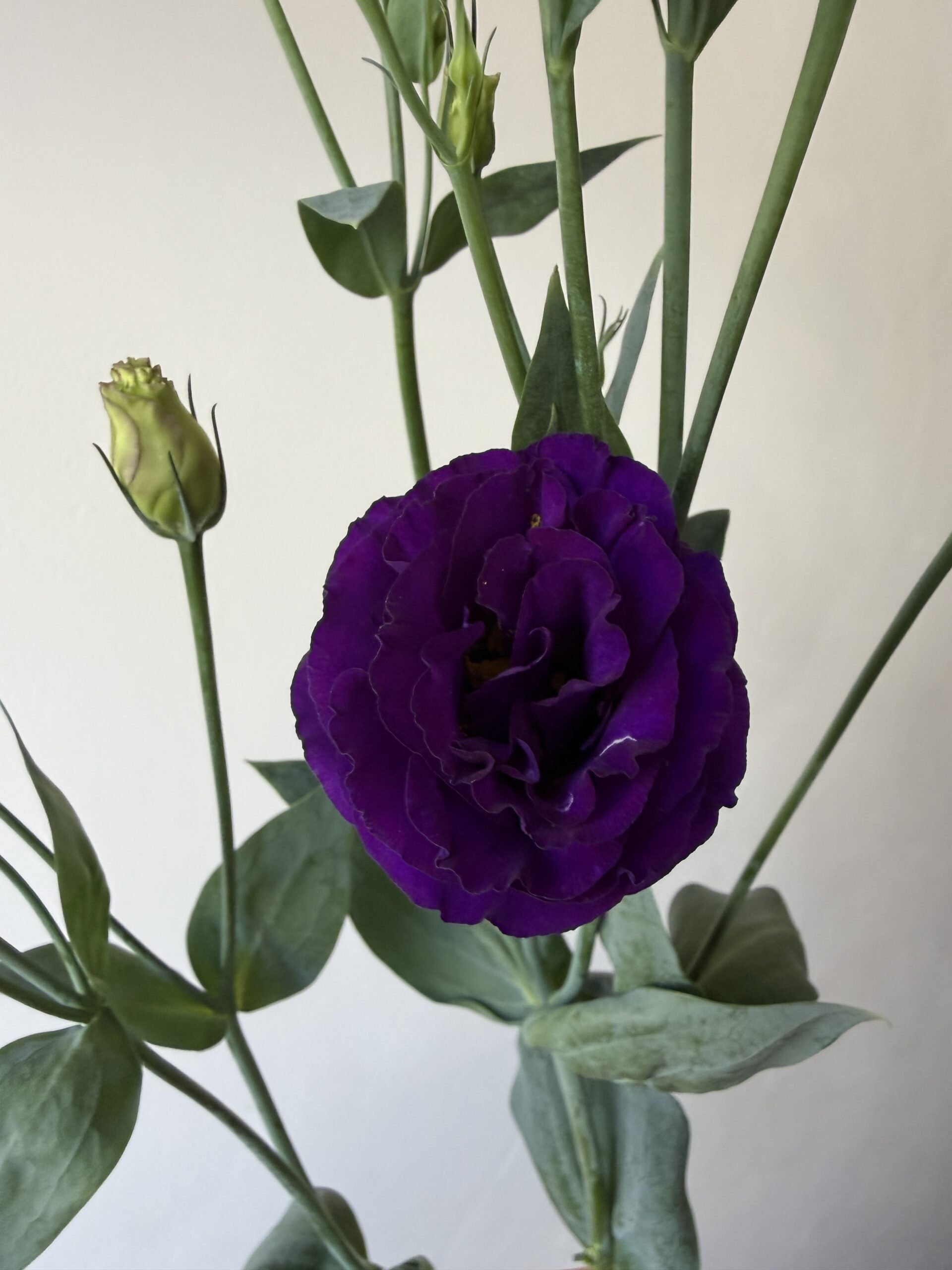 Lincolnshire lisianthus