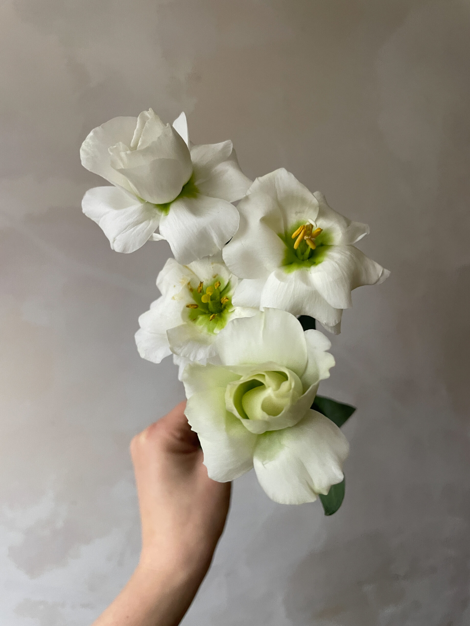 Lincolnshire lisianthus